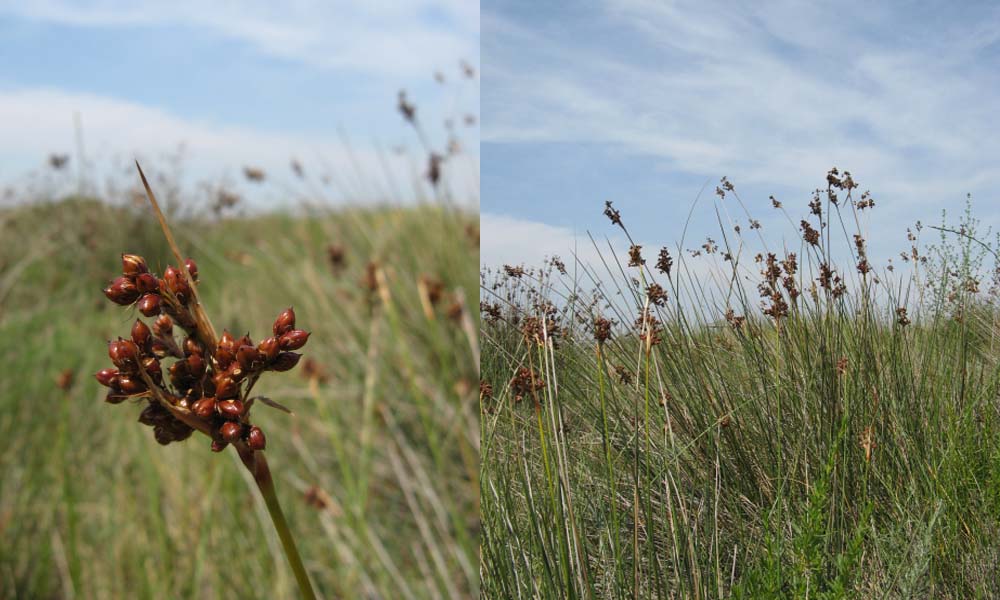 Juncus effusus